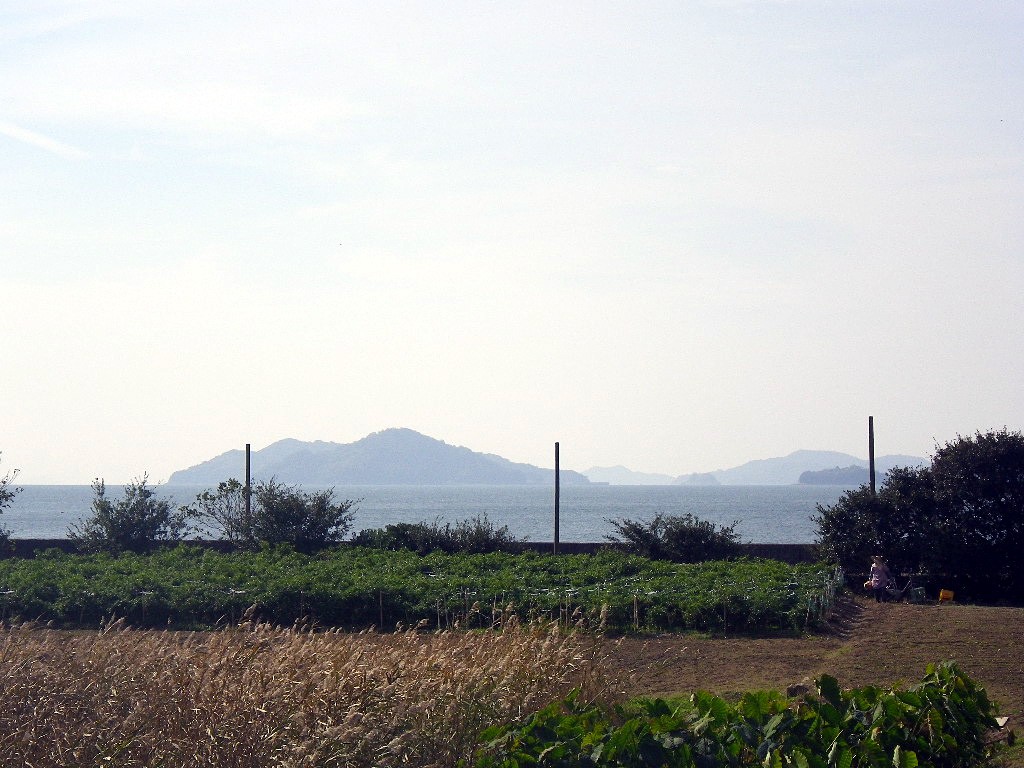 手島特産の唐辛子畑