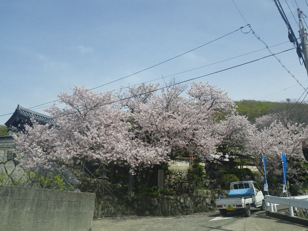 坂手港、桜が満開